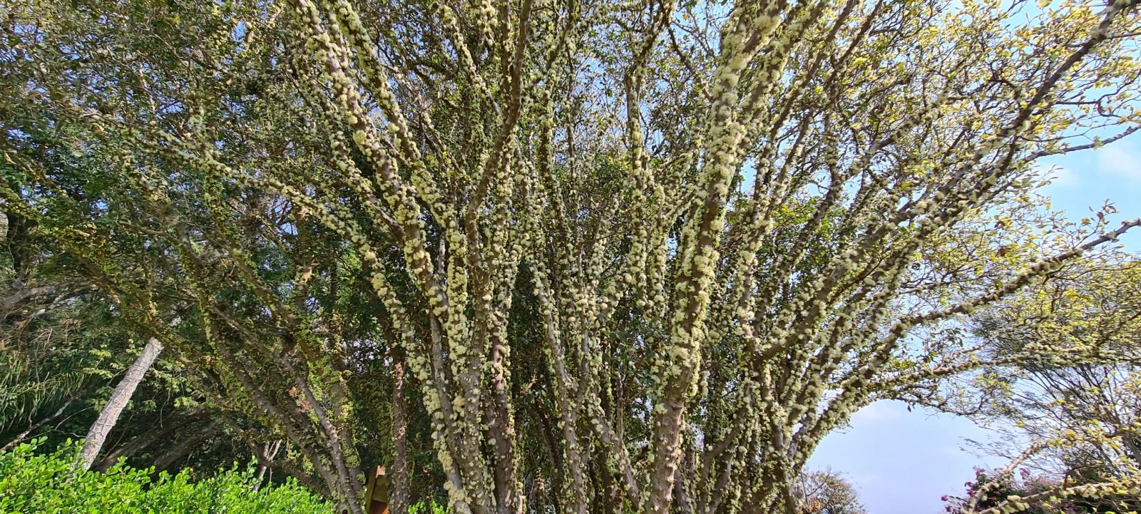 Área externa 13 — Quinta da Baroneza, Bragança Paulista, à venda, Casa
